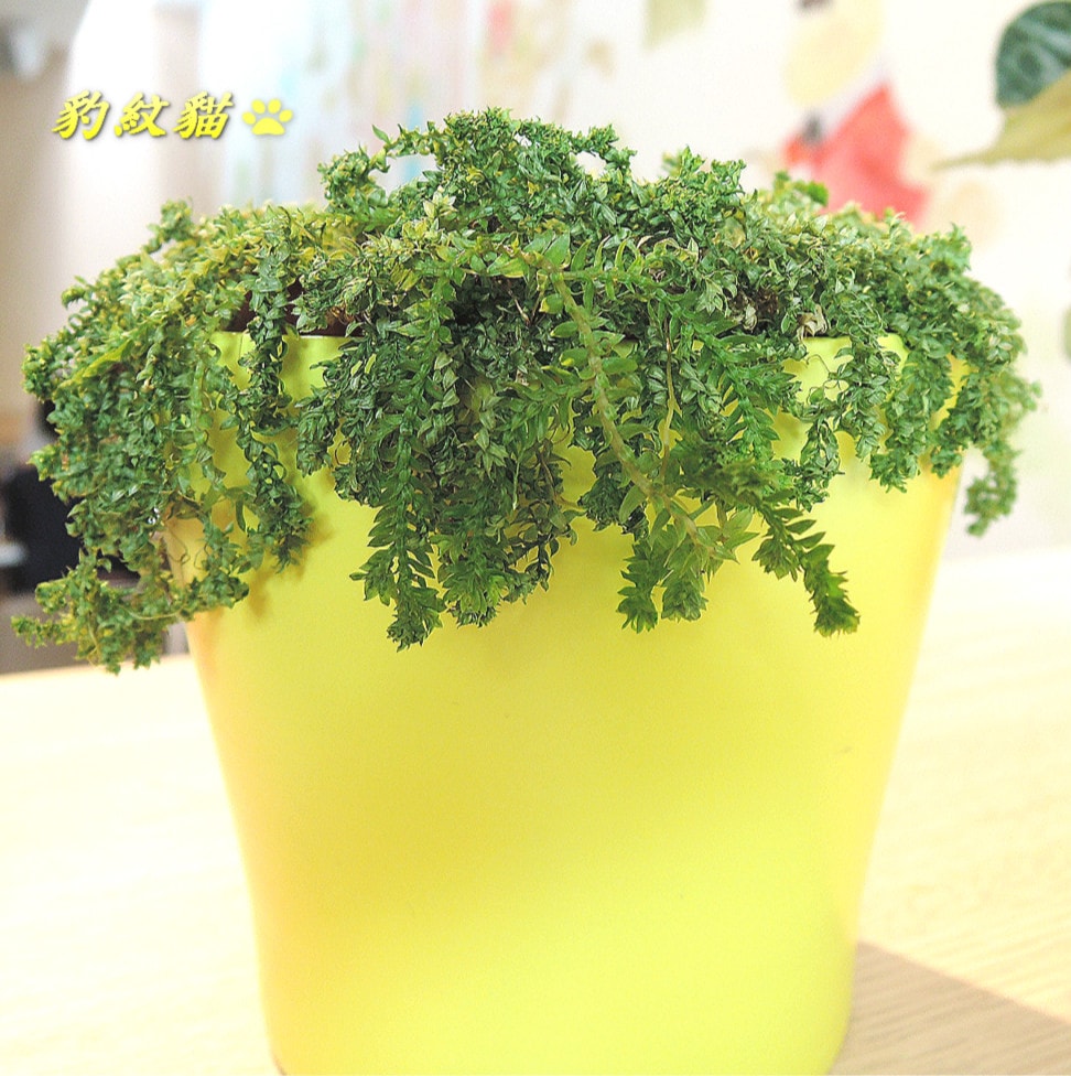 20250601-u6ttq_