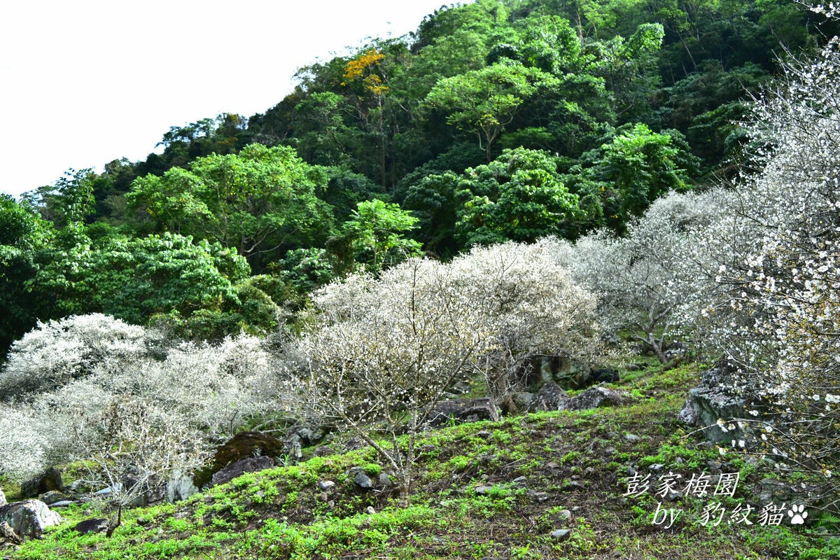 20250601-d45yc_