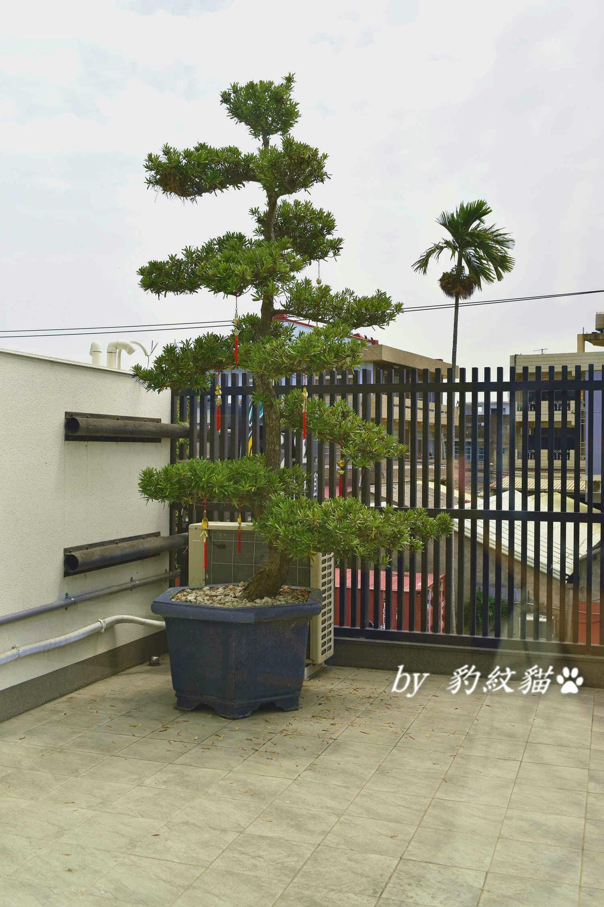 20250602-yy1eh_