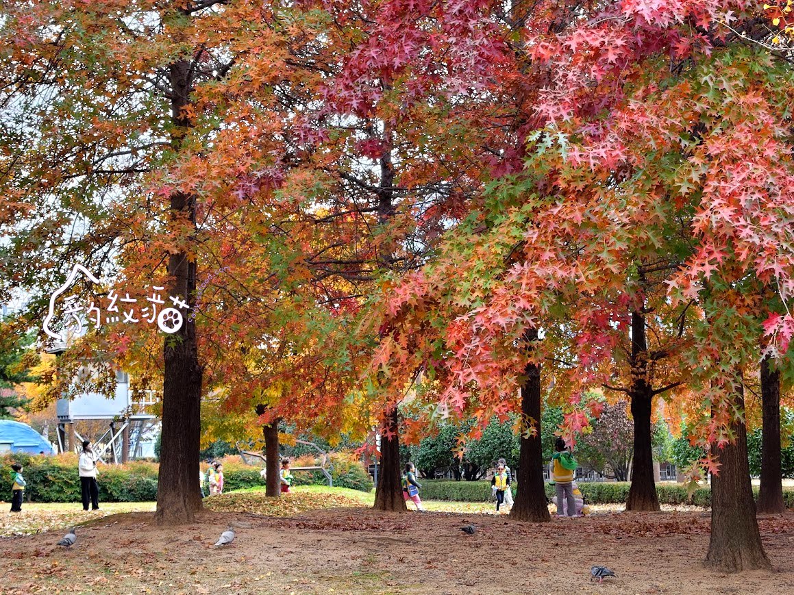 다리원 대왕붕어빵大王鯛魚燒 釜田市場排隊點心，口味超多的美食暖暖包