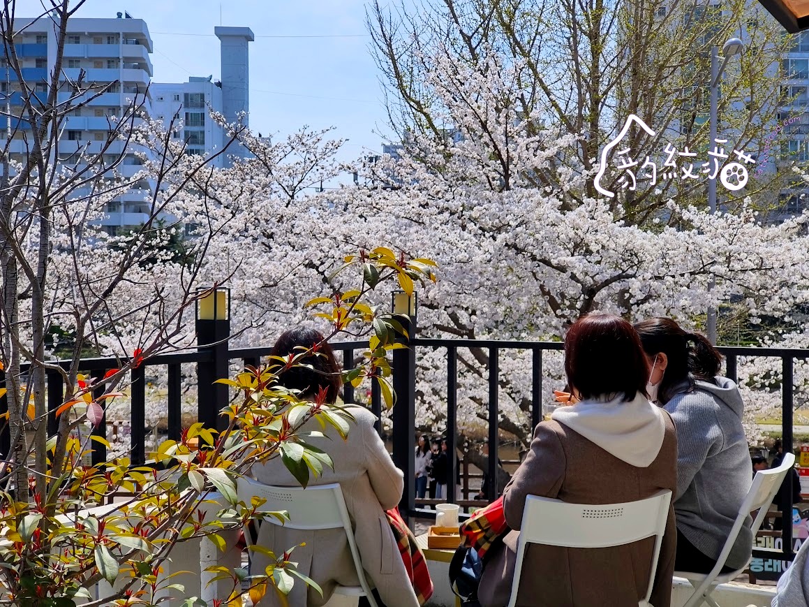 Lessai르쎄 到白色小屋喝咖啡賞櫻,溫泉川美櫻舞春光 - 第14張圖 Lessai르쎄 到白色小屋喝咖啡賞櫻,溫泉川美櫻舞春光