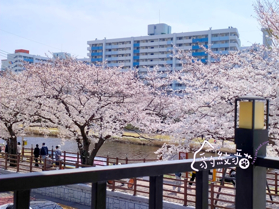 Lessai르쎄 到白色小屋喝咖啡賞櫻,溫泉川美櫻舞春光 - 第7張圖 Lessai르쎄 到白色小屋喝咖啡賞櫻,溫泉川美櫻舞春光