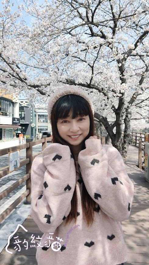 Lessai르쎄 到白色小屋喝咖啡賞櫻，溫泉川美櫻舞春光