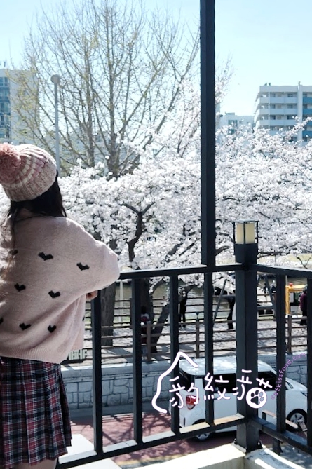 Lessai르쎄 到白色小屋喝咖啡賞櫻，溫泉川美櫻舞春光